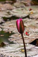 water lily lotus in the garden photo