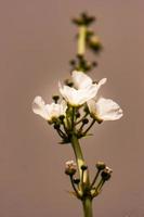 equinodoro palaefolius floración en el jardín foto