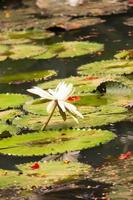 agua lirio loto en el jardín foto