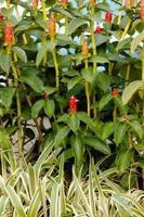 costarnos pictus en el jardín foto