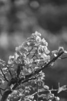 bouganvillea flower in the garden photo