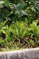 green leaf in the garden photo