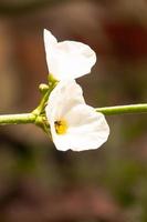 Echinodorus palaefolius bloom in the garden photo