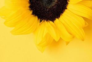 girasol cabeza en amarillo antecedentes con Copiar espacio, mínimo foto