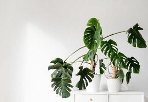 Green tropical monstera plants on toilet table in light and airy interior of room photo