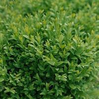 Green hedge boxwood background photo