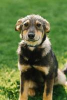 A mongrel adult puppy on a leash after the rain is all wet photo