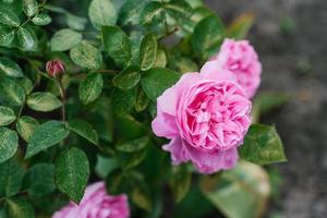 hermosa flores de el en forma de peonía Inglés Rosa María Rosa en el jardín en verano foto