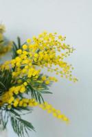 Beautiful yellow mimosa flower close-up on a blue background. Greeting card for the spring holiday, March 8 photo