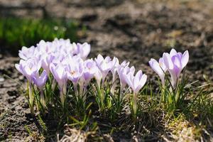 Spring flowers crocuses and reviving nature on a sunny day photo