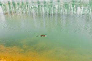 mar rata o nutria nada en el agua en el río foto