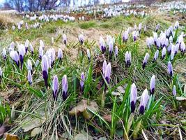 Close-up of wild spring flowers, white crocus outdoors, early spring natural background with selective focus photo