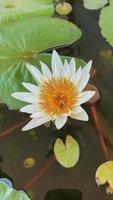 Closeup flower lotus with bee, blossom flower nature background video