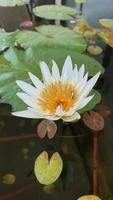 bloem met bij, bloem lotus, natuur bloem video