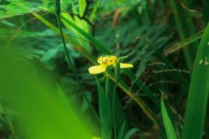 solamente un pequeño amarillo flor cubierto por un pocos plantas foto