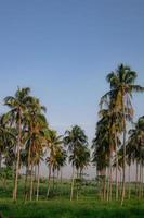 coconut tree with blue sky photo