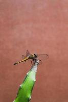 detalle de un libélula sentado en planta foto