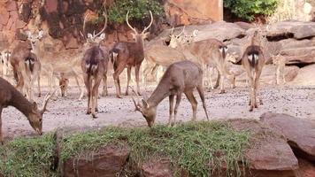 Animal deer live in the nature, herd of deer video