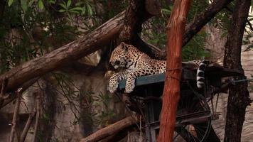 animal leopardo vivo en el naturaleza video