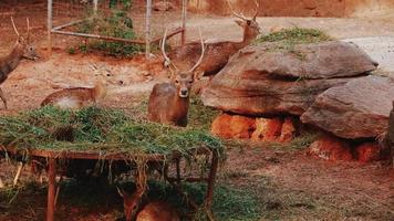 Deer living in nature, animal wildlife, animals deer video