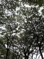 Leaves and twigs from the bottom view,Natural background of green foliage and textured black branches of a tree . photo