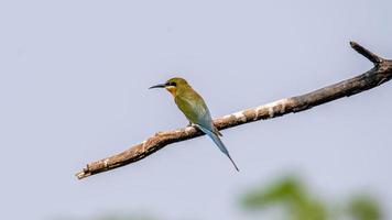 blue tailed bee eater perched on tree photo