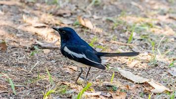 Oriental magpie robin stand on the field photo