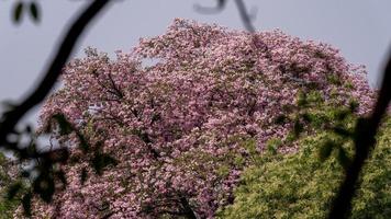 Pink trumpet tree or Tabebuia rosea blooming in the garden photo