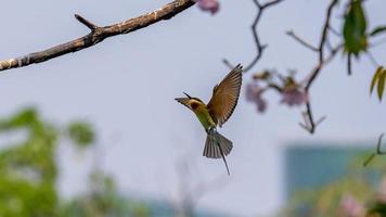 blue tailed bee eater flying to the branch photo
