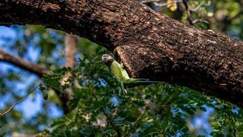 de pecho rojo perico encaramado en árbol foto