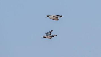 pigeon flying in the blue sky photo