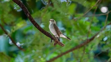 papamoscas marrón asiático posado en un árbol foto