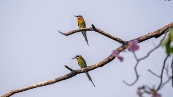 blue tailed bee eater perched on tree photo