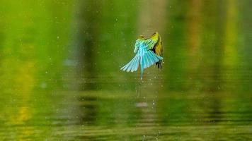 blue tailed bee eater flying over the pool photo