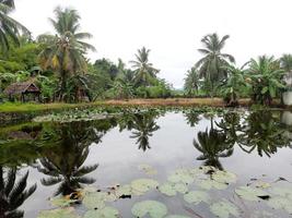 the natural scenery in a tropical village photo