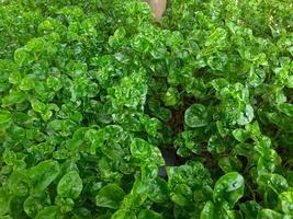 Vegetable plants with the Latin name Alternanthera sissoo, thrive under trees photo