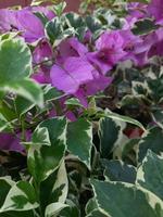 el púrpura papel flor con hojas foto