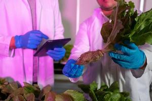 Scientist Doing Experiment in Agriculture Lab to Develope Genetic Modification Crops photo