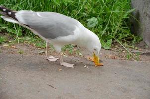 sea gull eats food from the sidewalk photo