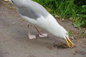 sea gull eats food from the sidewalk photo