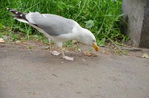 sea gull eats food from the sidewalk photo
