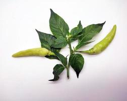 ligero verde chile pimienta aislado en blanco antecedentes