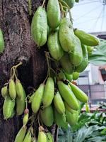 a bunch of blimbi hanging from a tree photo