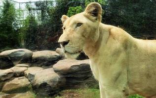 blanco leona hembra en el zoo foto