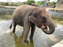 un elefante jugando en el agua a el zoo foto