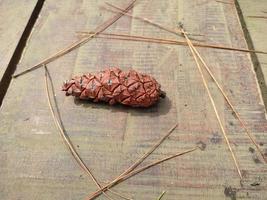 cedar pine cones on wooden floor photo