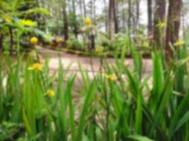 Blur light background of green grass yellow flower in national forest photo