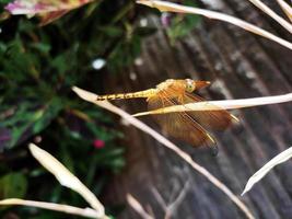 marrón libélula encaramado en un seco hoja foto