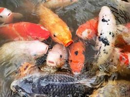 Koi fish in the pond photo