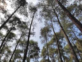 Blur light background of tall towering pine tree, from the bottom to the treetop photo